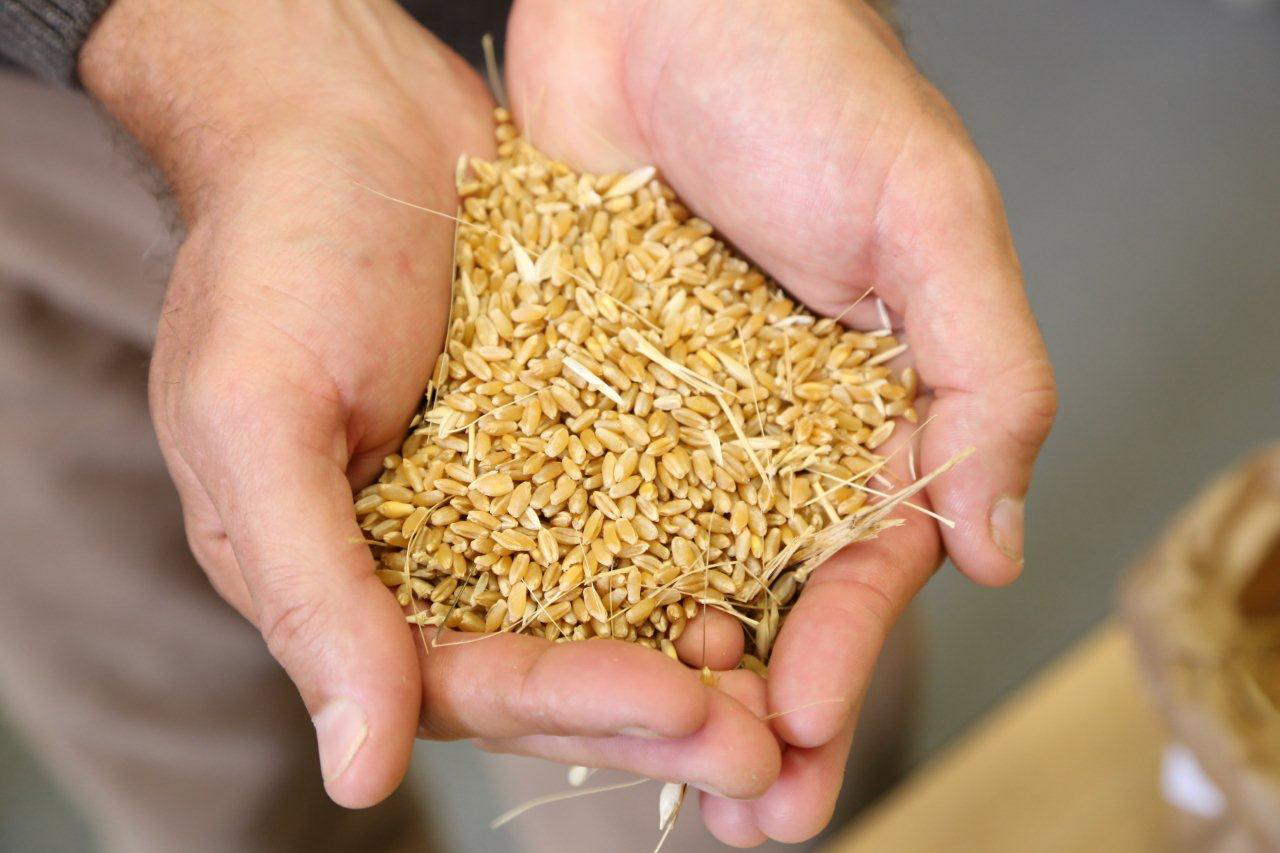Как употреблять пшеничный