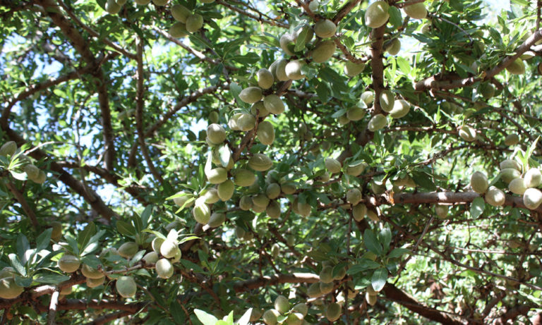 almond growing season australia
