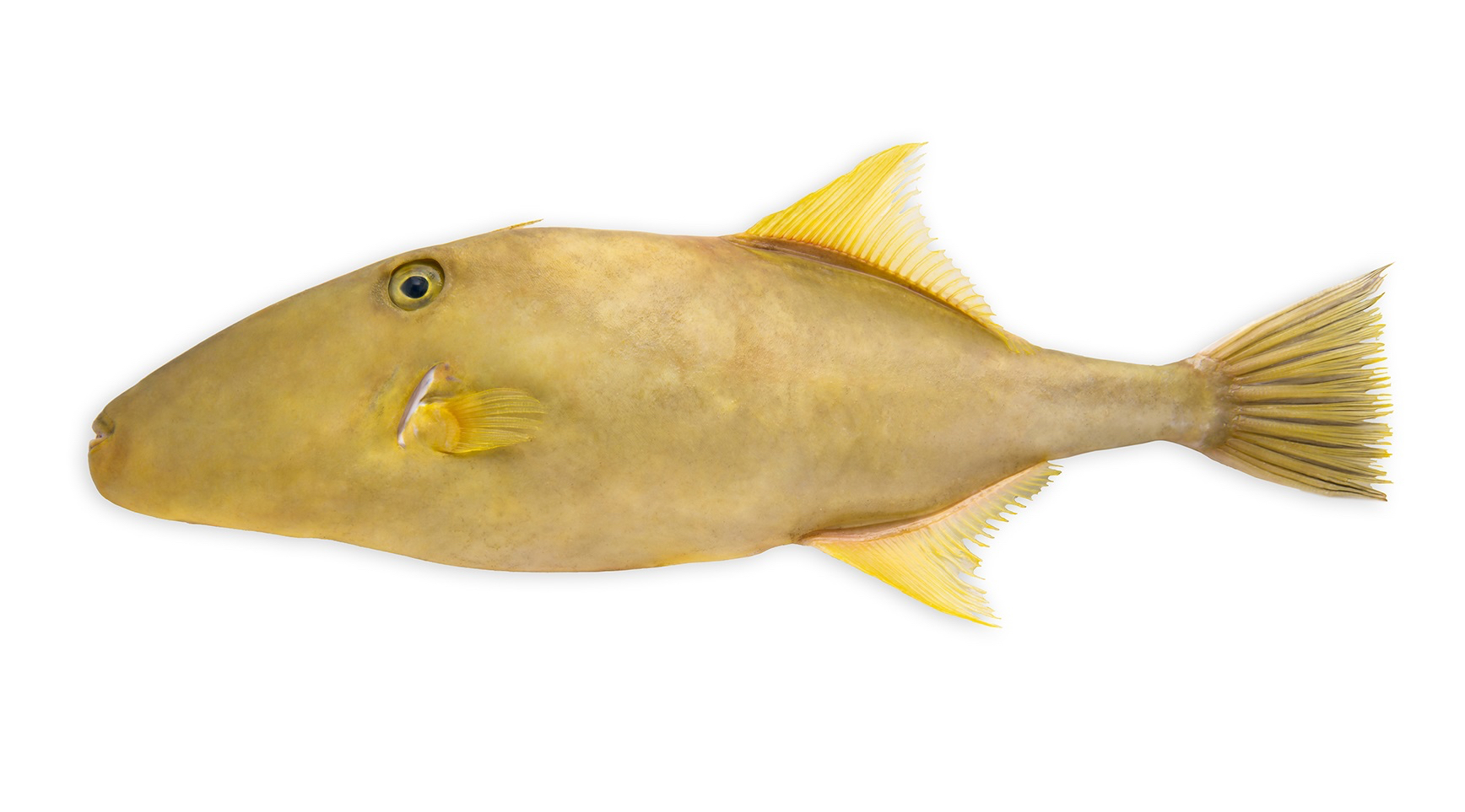 Adaptations of Hackett Fish to their Environment