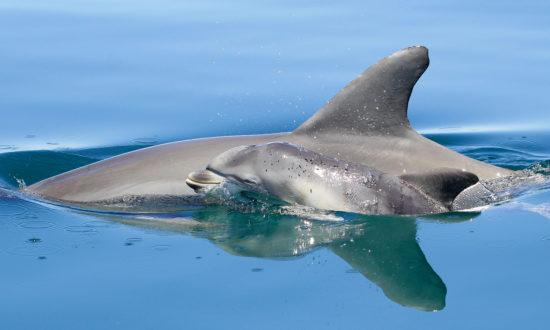 southern Australian bottlenose dolphin and calf