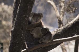 KI koala